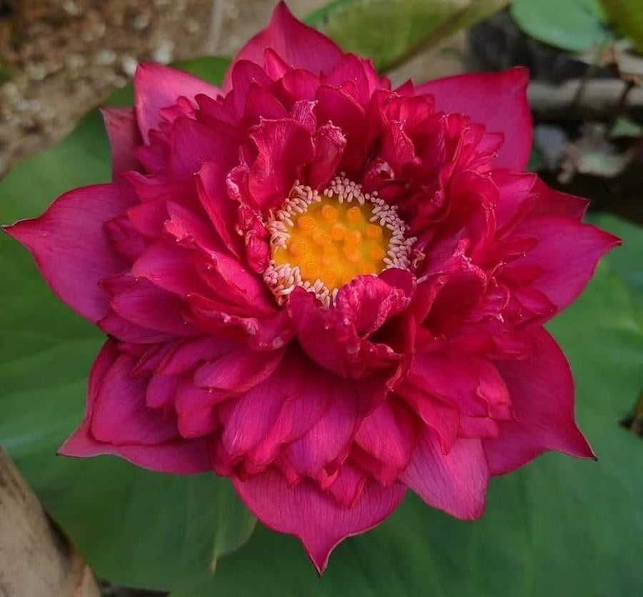 Pink Red Peony Flower Seeds