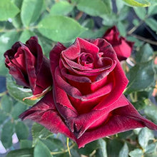 Baccara Hybrid Rose Rosa hybrida flower seeds for decorative planting in garden beds - for planting in home garden