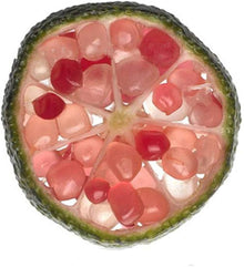 Finger Lime Mixed Colors Rare Citrus Seeds for a sweet addition to the home orchard