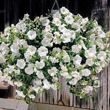Petunia flower Seeds (Petunia hybrida) for seasonal color across the home garden containers or vertical gardens