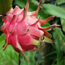 Dwarf Dragon Fruit Bonsai Seeds for growers wanting a homegrown harvest