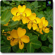 Plant Seeds (Cassia auriculata) for gardeners building out beds and borders