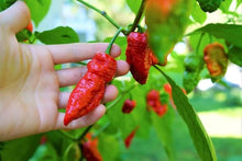 Chile Pepper Seeds (Capsicum chinense) for growers stocking the Bhutlah Red OG in Home Garden