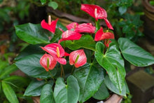 Anthurium Andraeanu Seeds for seasonal color across the home garden flower bed