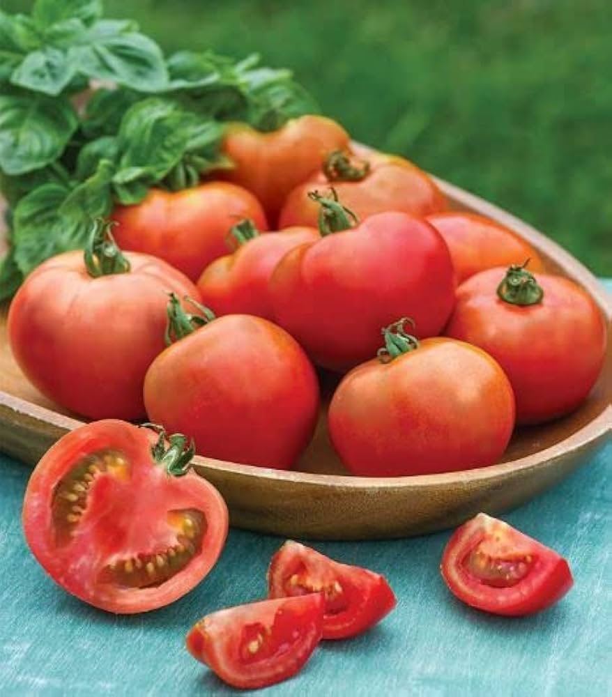 Moonglow Tomato Solanum lycopersicum for planting in vegetable patch