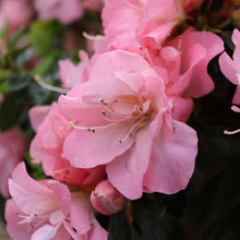 Pink Royal Azalea Rhododendron Schlipper Bushi Shrub Seeds for reliable seasonal color