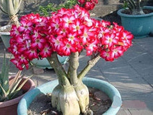 Assorted Desert Bonsai Seeds for growers establishing the Flower Home Garden with Secret Gift