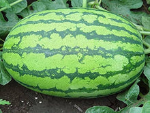 Seedless Watermelon Seeds (Citrullus lanatus) for a fresh homegrown crop from the home garden and backyard watermelon planting