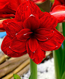 Amaryllis Seeds (Hippeastrum spp.) for a lasting display in the Indoor Garden
