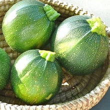 Crookneck Squash Seeds (Cucurbita pepo) for growers stocking the vegetable patch and raised beds