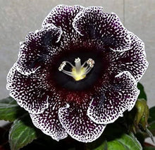 Gloxinia Sinningia Speciosa Mixed Seeds for gardeners building out beds and borders