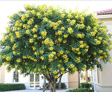 Cassia Glauca Scrambled Egg Bush Yellow Seeds for gardeners building out beds and borders