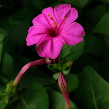 Four O'Clock Seeds known for colorful Afternoon Blooming