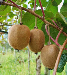 Kiwi Seeds for growers wanting a homegrown harvest