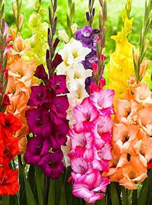 Gladiolus Flower for Planting Red and White Garden Seeds for a lasting display in the White Garden
