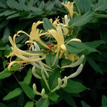 Honeysuckle Vine Seeds (Lonicera spp.) for trellises and fences in the Garden