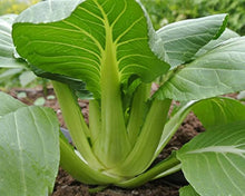 San Fan Hybrid Pak Choi Seeds for reliable seasonal color