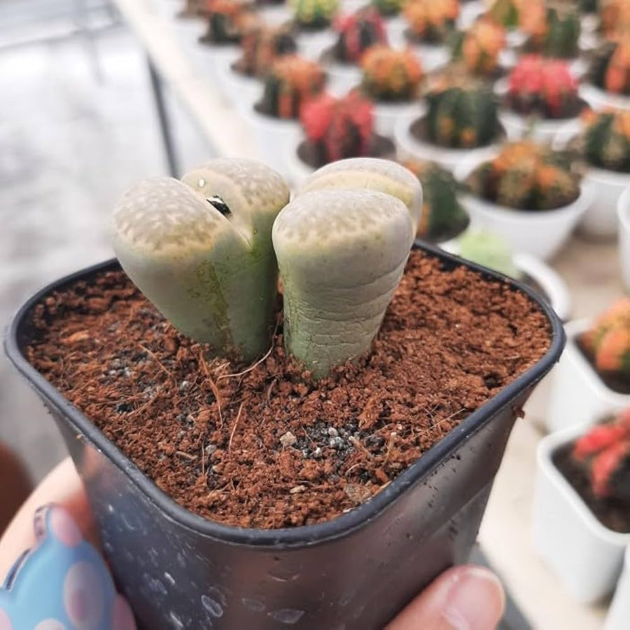 Stapelia Lithops (various species) Light Green for bonsai and succulent garden