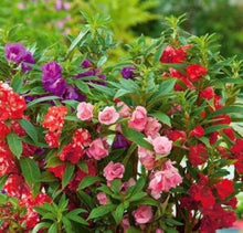 Balsam Tom Thumb Red Seeds (Impatiens balsamina) for a bright addition to the home garden borders and planting