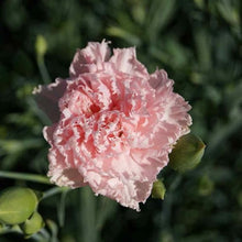 Carnation Dianthus Caryophyllus Pink Seeds for a bright addition to the Garden Borders