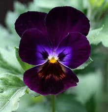 Purple Zzero Alpenglow Giant Pansy Plant Seeds for a colorful addition to any planting
