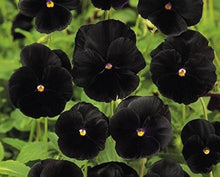 Black Pansy Seeds (Viola tricolor) for a bright addition to the Flower Bed & Urban Garden