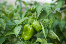Pepper Seeds (Capsicum annuum) for a fresh homegrown crop from the Vegetable Garden