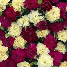 Mixed Bananaberry Dianthus Clove Seeds for a colorful addition to any planting