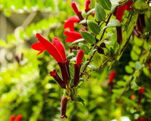Chilean Bellflower Seeds for seasonal color across the Beautiful Garden Flowers