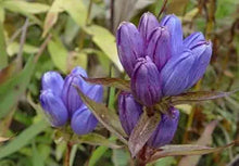Gentiana Andrewsii Bottle Gentian Seeds for reliable seasonal color