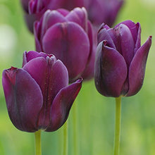 Exotic White Purple Tulips Seeds for growers establishing the Outdoor Bonsai Garden