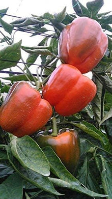 California Pepper Seeds (Schinus molle) for growers stocking the Garden