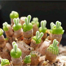Bunny Ears Lithops Pseudotruncatella Succulent Seeds for Planting in Indoor Pots and Decorative Rock Gardens - for planting in home garden
