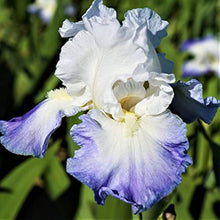 Iris Perennial Seeds (Iris spp.) for growers filling out the flower beds and ornamental gardens