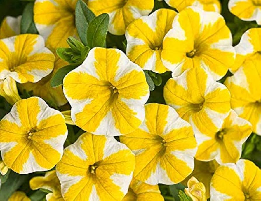 Lemon Slice Superbells Calibrachoa Petunia seeds