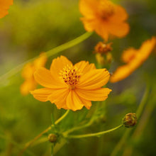 Aster Callistephus Chinensis Seeds for reliable seasonal color