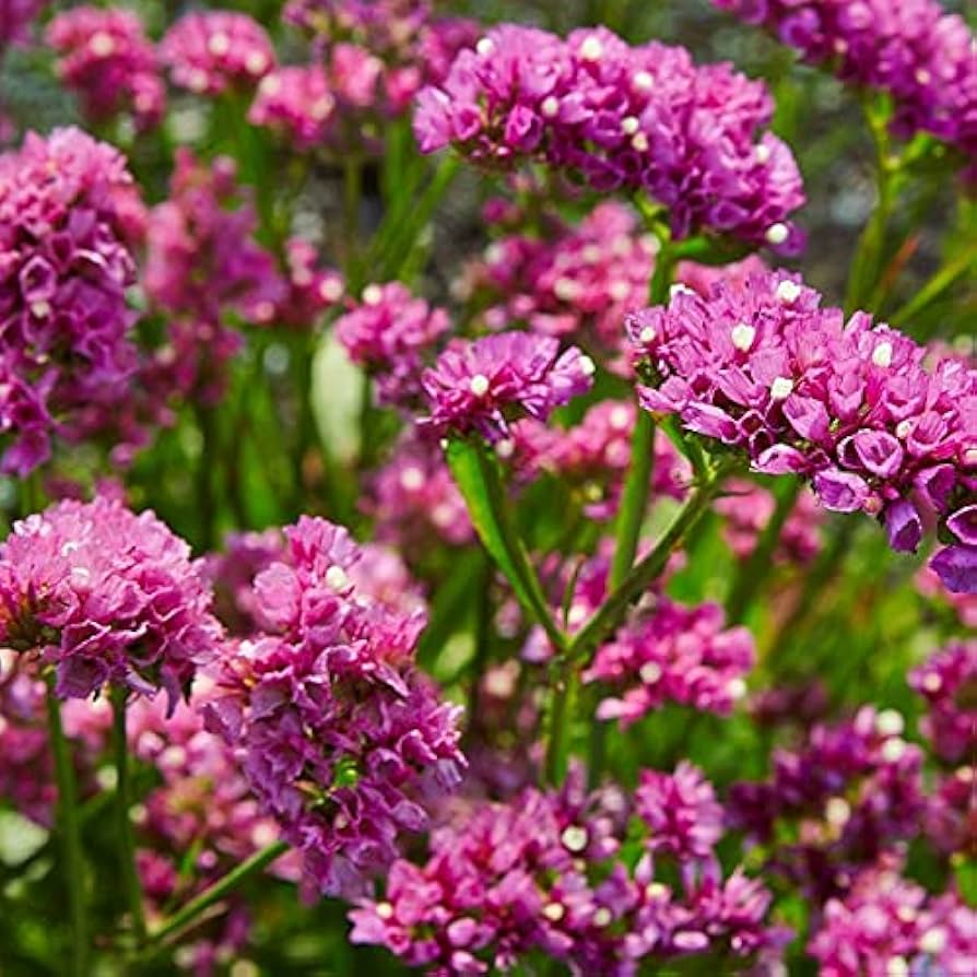 Statice ��������� Limonium sinuatum ��������� for planting in cut flower gardens