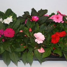 New Guinea Impatiens Divine Blue Pearl flower Seeds known for partial shade blooms