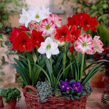Amaryllis Seeds (Amaryllis belladonna) for a bright addition to the indoor pots or home garden