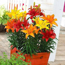 Mixed Lily Seeds (Lilium spp.) for a bright addition to the urban garden home garden