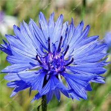 Cornflower Seeds (Centaurea cyanus) for seasonal color across the Home Garden