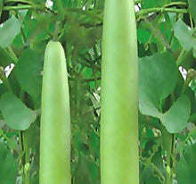 Asian Vegetables Seeds for home growers seeking a reliable harvest
