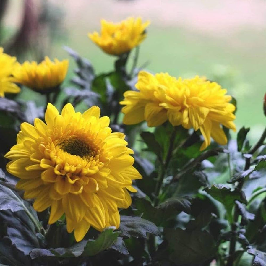 Chrysanthemum Chrysanthemum Morifolium flower seeds for planting in kitchen garden borders and outdoor planters - for planting in home garden