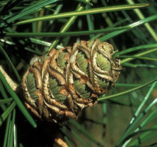 Japanese Pine Sciadopitys Verticillata Rare Evergreen Tree Seeds for long-term planting in the yard