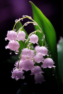Lily Convallaria Majalis Lily of the Valley Seeds for colorful blooms in the Shaded Gardens