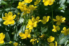 Early Buttercup Native Wildflower Seeds for a bright addition to the Pollinator-Friendly Gardens