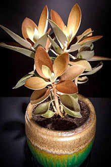 Copper Spoon Kalanchoe Orgyalis Rare Succulent Seeds for low-maintenance growers