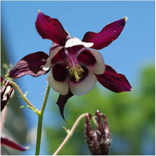 William Guinness Columbine European Wildflower Seeds for colorful blooms in the garden