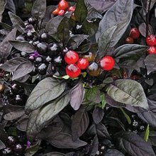 Black Pearl Pepper Seeds for a reliable harvest in the Spicy Garden