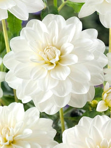 Dahlia Seeds for a lasting display in the White Garden